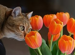Tulipany, Kot