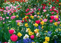 Kolorowe, Tulipany, Żonkile