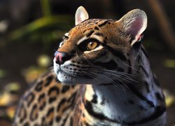 Dziki, Ocelot