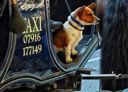 Pies, Taxi, Ogon, Konia