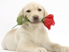 Beżowy, Młody, Labrador, Czerwona, Róża