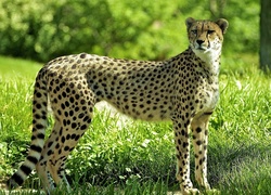 Gepard, Cętki, Zieleń