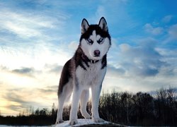 Pies, Siberian Husky