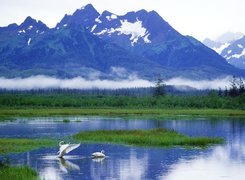 Góry, Jezioro, Łabędzie, Alaska