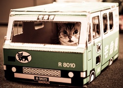 Kot, Autobus
