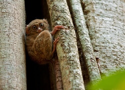 Najmniejsza, Małpka, Świata, Tarsier