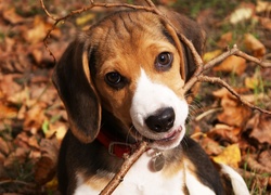 Patyk, Beagle