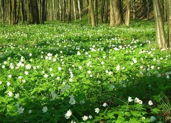 Leśna, Polana, Białe, Kwiaty, Zawilce