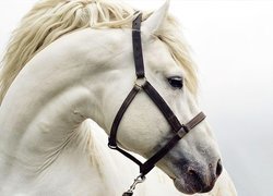 Biały, Koń, Uzda