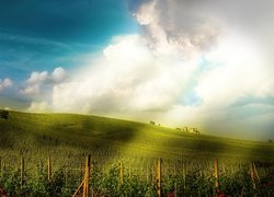 Farma, Róże, Promienie, Słońca