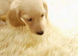 Labrador, Retriever, Szczeniak