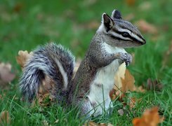 Szaro, Biały, Chipmunk