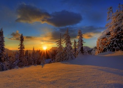 Zachód, Słońca, Śnieg, Drzewa, Świerki