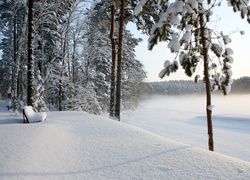 Las, Ławeczka, Śnieg