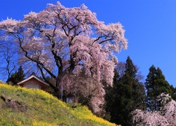Wiosna, Kwitnące, Drzewa