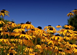 Żółte, Kwiaty, Rudbekia