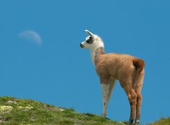 Lama, Wzgórze