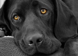 Czarny, Labrador, Retriever