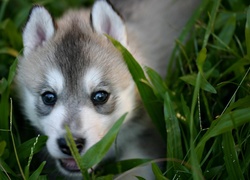 Siberian Husky, Szczeniak