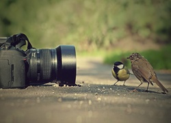 Aparat, Fotograficzny, Ptaki