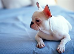 Biały, Buldog, Niebieskie, Nakrycie
