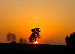 Zachód, Słońca, Drzewa