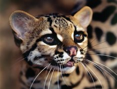 Ocelot, Drapieżnik