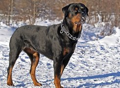 Śnieg, Obroża, Rottweiler