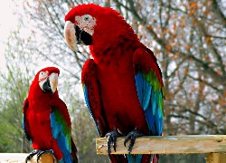 Dwie, Czerwono, Niebieskie, Papugi