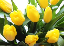 Bukiet, Żółte, Tulipany