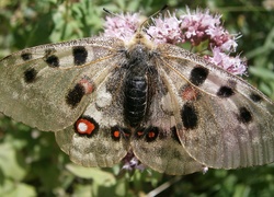 Motyl, Błyszczące, Skrzydła, Kwiat