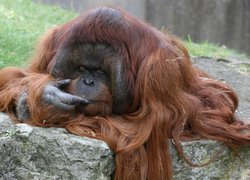 Zamyślony, Orangutan, Długa, Sierść