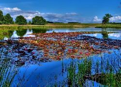 Jezioro, Lilie, Szuwary