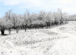 Zima, Śnieg, Las