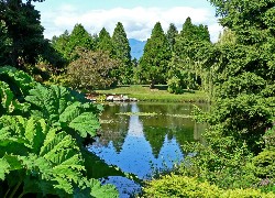 Park, Zieleń, Staw