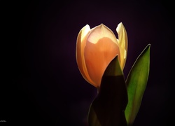 Tulipan