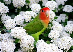 Białe, Kwiaty, Kolorowa, Papuga
