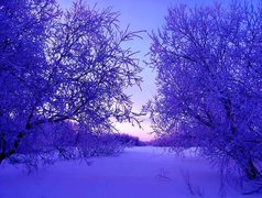 Wieczór, Śnieg, Zima, Drzewa, Las