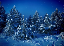 Śnieg, Zima, Mróz, Drzewa, Las, Świerkowy