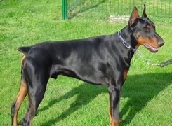 Doberman, Trawa, Obroża, Smycz