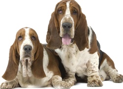 Dwa, Pieski, Basset Hound, Długie, Uszy