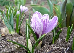 Fioletowy, Krokus, Ziemia