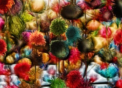 Kolorowe, Pompony, Fractalius