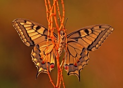 Motyl, Gałązki