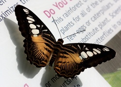 Motyl, Książka