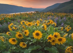 Rezerwat przyrody, Columbia River Gorge, Góry Kaskadowe, Rzeka, Columbia River, Żółte, Kwiaty, Balsamorhiza, Łubin, Zachód słońca, Łąka, Stan Waszyngton, Stany Zjednoczone