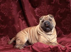 Shar Pei, Purpurowe, Kotary