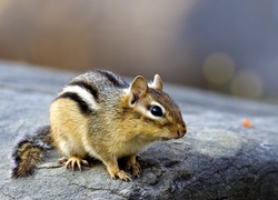 Skała, Mały, Chipmunk