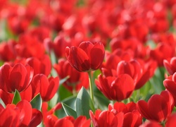 Czerwone, Tulipany
