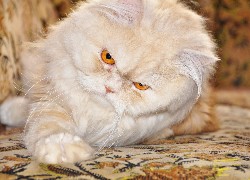 Kot perski kremowy